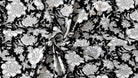 Black and white floral block printed cotton fabric draped to show pattern and texture