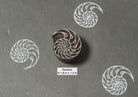 Detailed spiral nautilus wood block stamp hand carved in India for textile and pottery decoration.